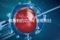 皂角刺的功效(皂角刺壯陽(yáng)多強(qiáng))