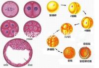 卵泡破裂后多久排卵？要想受孕更容易，這個(gè)時(shí)間別錯(cuò)過(guò)！