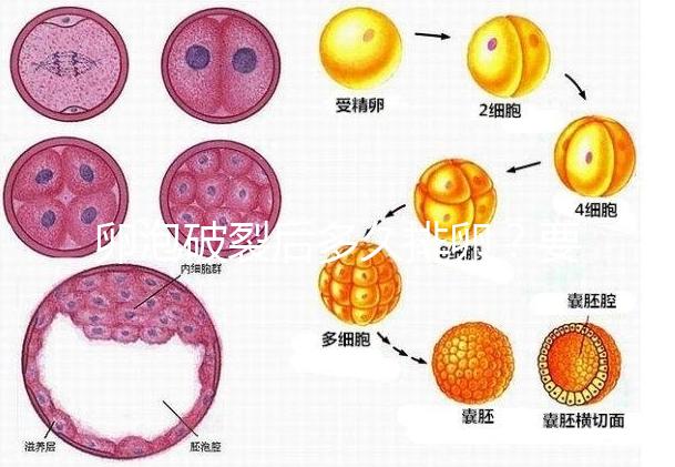 卵泡破裂后多久排卵?要想受孕更容易,這個時間別錯過!