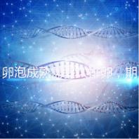 卵泡成熟需多久排卵,期間如何護理可提高受孕率