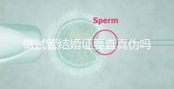 做試管結婚證要查真?zhèn)螁幔ㄗ鲈嚬芙Y婚證要查真?zhèn)螁岫嗌馘X)