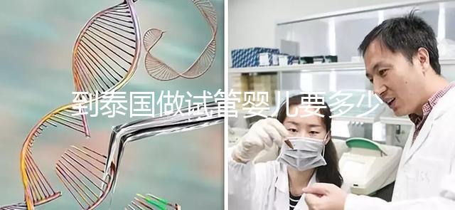 到泰國做試管嬰兒要多少錢（到泰國做試管嬰兒要多少錢費用）