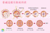 促排第十一天金秀兒灰印、白板均有希望，抽血hcg2懷孕懸