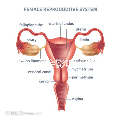 不造什么會(huì)影響移植窗口期的結(jié)果戳，時(shí)間不對著床懸乎