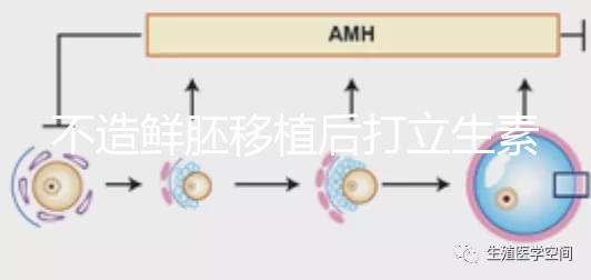 不造鮮胚移植后打立生素有無影響戳，過量小心不著床