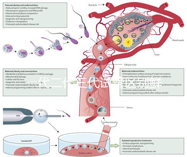 一代二代三代試管區(qū)別鮮胚（一代 二代 三代試管）