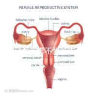 懷孕愛吃素不愛吃肉多半是女兒？幾率究竟多大進來一看便知