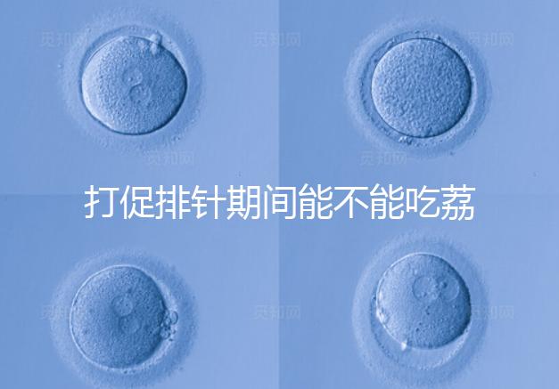 打促排針期間能不能吃荔枝看月份，想促進卵泡發育別亂食用