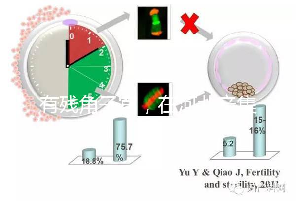 有殘角子宮，在河北辛集當地能做試管嬰兒嗎？