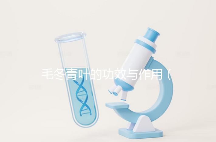 毛冬青葉的功效與作用(毛冬青傷肝還是護(hù)肝)