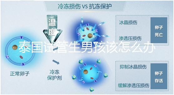 泰國試管生男孩該怎么辦？詳細助孕流程快速收集