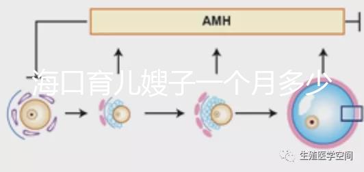 海口育兒嫂子一個月多少錢,哪個好答案總結(jié),新手父母必須看