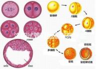 沈陽(yáng)試管雙胞胎醫(yī)院排名速覽,60s告訴你皇姑區(qū)有哪些
