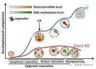 天津四胎生育津貼多少錢一個月，能不能走生育保險揭秘，快速展示