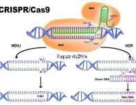如果精子前向運(yùn)動(dòng)率低于19,就不要看這個(gè)弱精子看完了嗎?