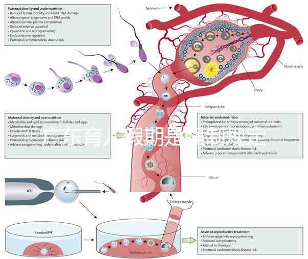 廣東育兒假期是強(qiáng)制規(guī)定！深圳包不包括雙休日這均有答復(fù)