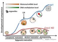 廣州hpv疫苗預(yù)約流程攻略，詳細地址加電話收好不謝
