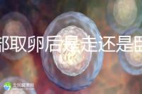 腹部取卵后是走還是臥床？適當走路喝點紅豆水是正確做法