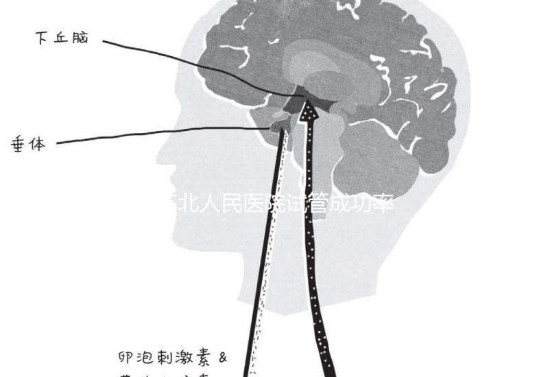 蘇北人民醫(yī)院試管成功率首次公開！3大案例分享助孕體驗