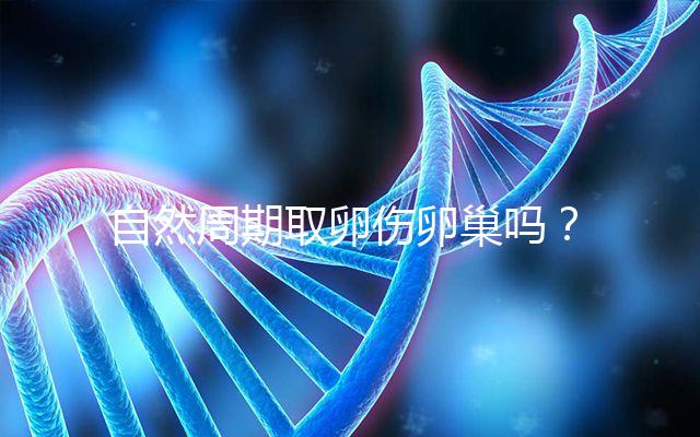 自然周期取卵傷卵巢嗎？對女性的這3大影響不能忽視