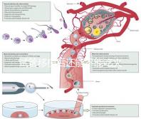 試管移植后還能不能吃火鍋嗎？能吃or不能吃看大家怎么說(shuō)