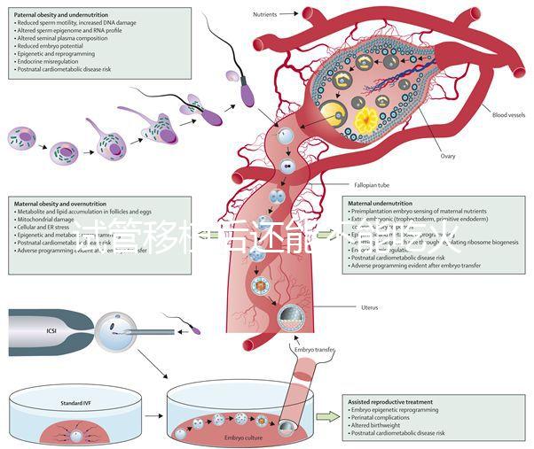 試管移植后還能不能吃火鍋嗎？能吃or不能吃看大家怎么說