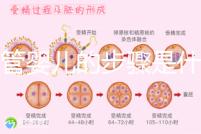 試管嬰兒的步驟是什么