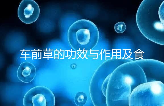 車(chē)前草的功效與作用及食用方法（男性長(zhǎng)期喝車(chē)前草好處）