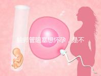 輸卵管阻塞想懷孕,是不是只能做試管嬰兒?