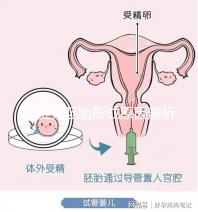 馬賽克胚胎形成原因解析，關于pgs嵌合體的那些事